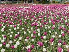 -上海鲜花港