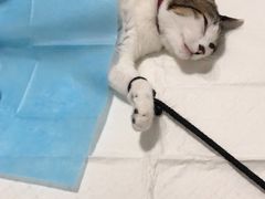 -灵美宠物诊所
