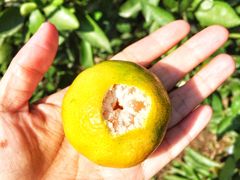 景点-上海长兴岛郊野公园