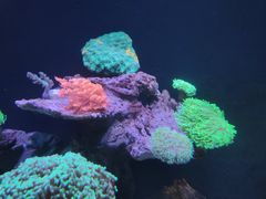 -海合安成都极地海洋公园