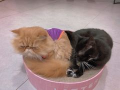 -Heymao猫咖.咖啡厅(东门店)