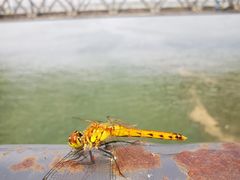 -鸭绿江断桥