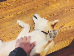 -柴务处·柴犬主题狗咖