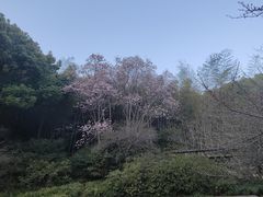 -杭州植物园