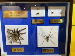 -上海昆虫博物馆