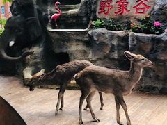 -野象谷景区