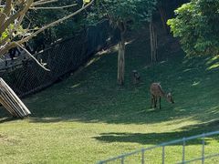 -泉州海丝野生动物世界