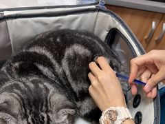 -创凡宠物医院·骨专科  猫科中心(西乡分院)