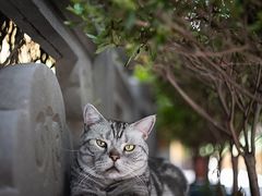 -龙华寺