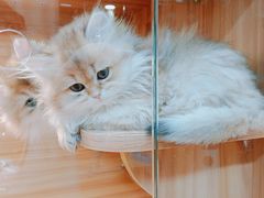 -猫十亿·布偶金渐层·曼基康矮脚猫舍(青年路店)