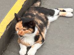 -川西坝子火锅(清江东路3.0直营店)