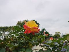 -香蜜公园