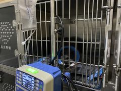 -瑞派名望24h动物医院异宠专科·猫专科·骨科·重症监护分院