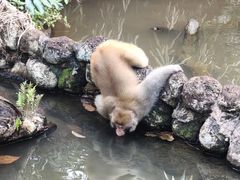 -海南热带野生动植物园