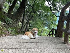-石台牯牛降景区