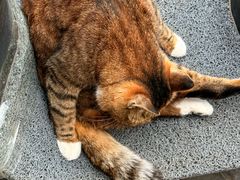 -九寨沟石锅鱼(沣峪口店)