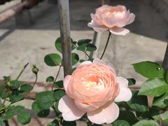 -鲍师傅糕点(春熙路店)