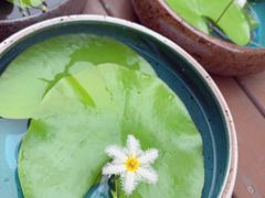 -ChaKo Flora ·茶子花艺 (市北店)