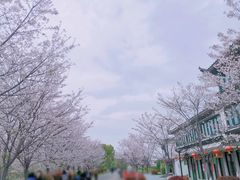 -花博汇(知音花月夜)
