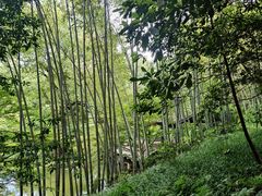 -杭州植物园