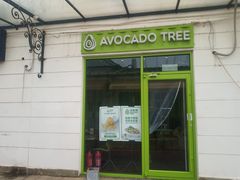 -油梨树AVOCADO TREE(顺义新国展店)