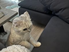 -翊宠yipet猫狗购宠庄园犬舍•猫舍