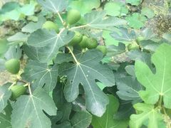 -洪湖家庭农场·团建·露营·会议