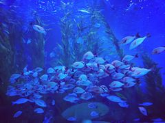 -芜湖新华联大白鲸海洋公园