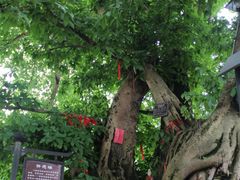 郁郁葱葱-平乐古镇