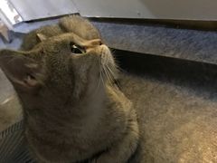 -猫色咖啡·猫咖
