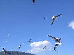 -海埂大坝