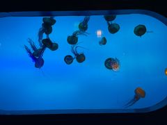 -太平洋海底世界