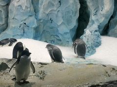 -帝企鹅自助餐厅•儿童岛•真企鹅(长隆企鹅酒店)