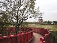 -杭州湾海上花田景区