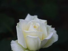 -顾村公园
