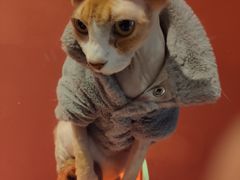 -猫色咖啡·猫咖