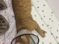 -灵美宠物诊所