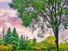 -铁山坪森林公园