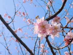 -顾村公园