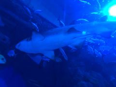 -成都浩海立方海洋公园