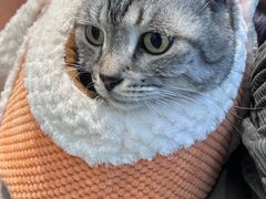 -瑞派·关忠动物医院·猫专科·犬专科(三环新城店)