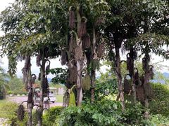 -亚龙湾国际玫瑰谷