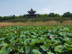 -上海海湾国家森林公园