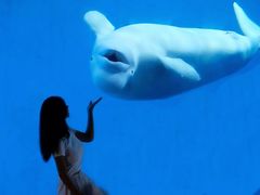 -海合安成都极地海洋公园