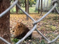 -合肥野生动物园