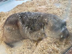 -怪兽屋·羊驼·猫咖·狗咖(俊华广场店)