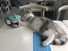 -喵的天空名猫咖啡馆·撸猫·猫舍·用品