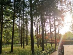-东平国家森林公园