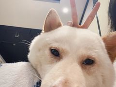 -逗柴咖啡屋·狗咖猫咖宠物桌游