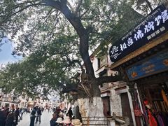 -古树酸奶(八廓南街店)